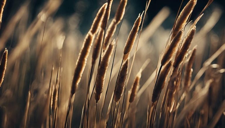 exploring the rush reeds